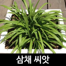 삼채 씨앗 부추 씨앗 allium hookeri seeds 100알