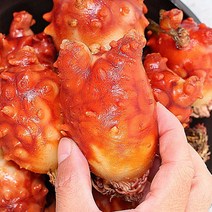 깐멍게 통영멍게 통영깐멍게1kg, 통영 깐멍게1kg, 통영 깐멍게1kg