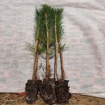 소나무 묘목 해송 3년생 70~80cm, [ 해송 3년생 70 ~ 80cm ]