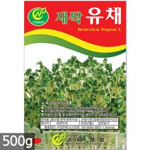 대용량 밀 새싹 씨앗 500g / 새싹씨앗 밀씨앗 밀새싹씨앗 새싹밀 밀씨 새싹씨앗밀, 04_새싹대용량_유채(500g)