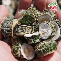 푸드빌리지 [푸드빌리지] 과일천하 여주 볶음 여주차 건여주 생여주 무농약인증, 볶음여주차 70g+70g