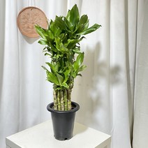 청년농부 금천죽 공기정화식물 음이온식물 실내식물 개업식물 반려식물, 1개