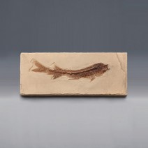 에오세시대 물고기화석 (Bony Fish) 전시용화석 (230x100x10mm) 관찰용 화석표본 (KSIC-5257)