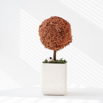 스칸디아모스 러블리 모스트리, 03_망고