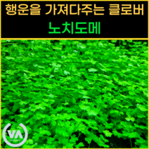 [비바소녀] 행운의 클로버 노치도메 (18촉) 5000원 / 전경수초 초보수초