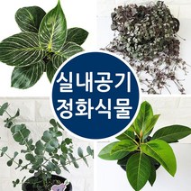 [모종가게]실내공기정화식물 인테리어, 벤쿠버제라늄