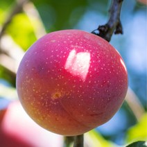 [충북농원] 호무샤 자두 묘목 1년생 접목묘, 접목/1년생/특묘