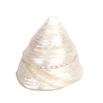 밀크 뿔 소라 - 조개껍질 어항꾸미기, 단품