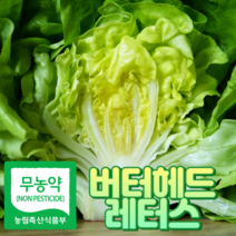 무농약 버터헤드레터스 버터헤드 상추 1kg 농장직송, 무농약 버터헤드레터스 1kg, 1개
