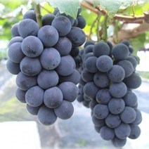 이슬마루 특가세일[산지직송/에어백 포장] 영동 알이 굵은 거봉포도 500g/1kg, 1