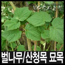 벌나무/산청목/벌나무묘목/산청목묘목/도시농부, 벌나무 실생1년(특) 1주