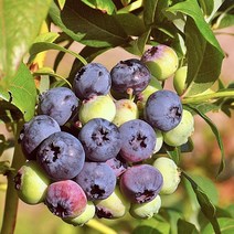 [라이브묘목농원] 블루베리나무 묘목 2년생 레카 포트묘, 1개