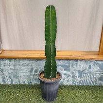 귀면각 60-80cm 선인장 기둥선인장 다육식물, 1개