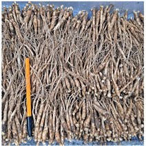 2년근 묘삼 1차 (750g) 400~500종 수경 or 토경 재배용 새싹쌈 새싹용 모종 수경재배 인삼키우기 무농약인증 새싹인삼