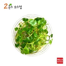 수초-노치도메 소스1컵-낮게 퍼지는 전경용 어항식물/헬로아쿠아
