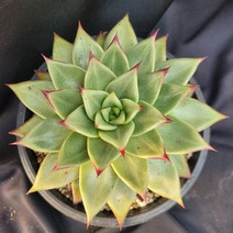 [메카다육]068-1115 블랙 슈퍼클론(에케베리아 사이즈 굿) 화분포함 다육식물 선인장 다육금 다육철화 두들레야 아프리카식물 코노피튬 하월시아 수입다육이 국민이, 1개