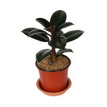 그린플랜트 공기정화식물 고무나무(품종랜덤) 1+1