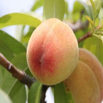 월황도 복숭아나무 특묘 접목1년생(SU), 1개