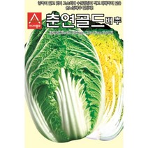 춘연 골드 2000립 배추 씨앗 중륵 얇고 맛 고소 수분 함량 적은 봄 노랑 배추김치 결구력 좋고 재배 쉬움 김장 텃밭 채소 농사