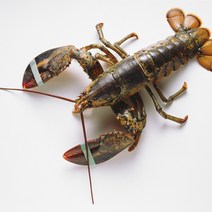 랍스터 자숙 대왕 활 크레이피쉬 스파이니 캐나다 랍스터구이 회 500g~4.8kg, 500~700g