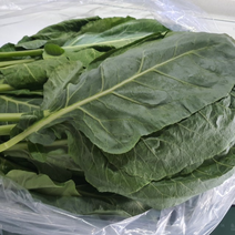[산지직송] 케일 국산 500g 1kg 3kg 유기농 무농약 주스용 즙용 녹즙용케일 디톡스즙채소 독소 최고의채소 초록채소 베이직케일 즙케일 쌈케일 쌈채소 친환경케일, 1개