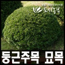 도시농부/둥근주목 묘목/눈주목 나무/ 키30~40cm/3주, 키 30cm x폭 30cm(2주)