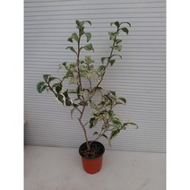 무늬동백/월의치설/높이60센치정도, 1개