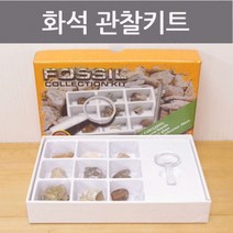 9종 실물 화석표본 초등과학 관찰키트 실험실 뼈 지질작용 돌봄 퇴적물 지구과학 수업 고고학 교구