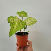 무배특가 플랜테리어 칼라디움 미스머핏 소품 15-25cm 99