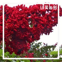 내꽃농원 신품종 배롱나무 다이너마이트 개화주 분