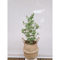 도자기랑나무랑 실내공기정화 인기식물 라탄바구니 플랜테리어 식물인테리어, 비염에 좋은 유칼립투스+라탄바구니, 1개