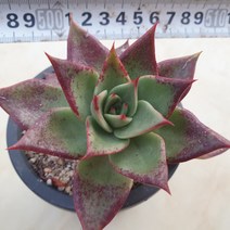 [수암다육] 불새 랜덤발송 Echeveria agavoides 랜덤발송 다육 다육이 다육식물 129, 1개
