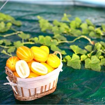 성주 참외 고당도 산지직송 가정용 선물용 꿀참외 2kg 3kg 5kg, 성주참외 가정용 2kg랜덤과