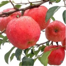 파주사과 임진강사과 5kg 12-14과내외 파주장단사과 통일사과 DMZ청정통일사과, 1개