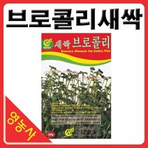 새싹브로콜리씨앗- 브로콜리싹 브로콜리씨앗 새싹채소 새싹씨앗 학습용 실험용 사계절 재배가능, 베이비비타민다채