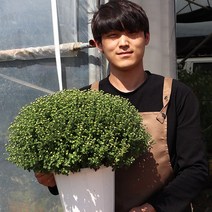 국화 묘목 가을꽃화분 노란색 정원수