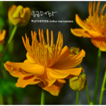 큰금매화 [2포트] 품절빠름 (복남이네 야생화 모종)