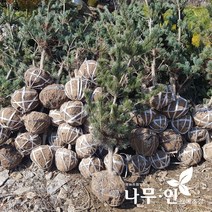 [나무인] 섬잣나무 (오엽송) 키1.2m