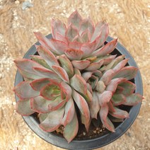 [수암다육] 웨딩 랜덤발송 Echeveria 다육 다육이 다육식물 448, 1개