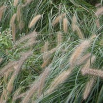 어린모종]수크령 포트 /10개 JS023, 10개