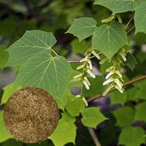 산겨릅나무(산청목) 씨앗200립 벌나무 약용수 열매 나무