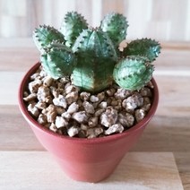 인플랜츠팜 오베사 군생 다육 분갈이없이 키우는 반려식물 농장직영 공기정화식물, 1개