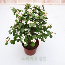 도희씨네 정원>> 핑크 아악무 외목 130, 1개” class=”wr-img”></a></div>
</div>
</div>
</div>
<div class=