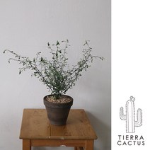 *티에라선인장* 분위기 있는 마오리 코로키아 - 토분 2type, 마블 쵸코토분(받침불포함)