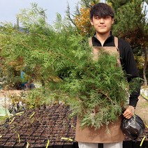울타리측백나무 묘목 1m20이상 마당조경 상록수 정원수
