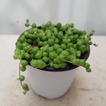 조이플랜트 콩란