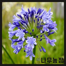 (나무농장) 수입숙근초 아가판서스 암스테르담