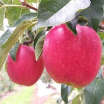 삼척원더풀사과 10kg 34-40내외 덕풍계곡 청옥산 댓재사과, 상세페이지 참조