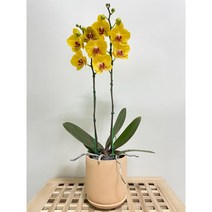 퀵 배송 축하난배달 잠실개업화분 교대승진난 서울서초개업화분 양재축하화분 문정개업화분 강남축하화분 송파축하화분 장지승진축하난 잠실퀵배송 수서꽃배달 성남개업화분사당난배달서울승진축하난, 2.핑크