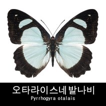 오타라이스네발나비표본 Pyrrhogyra otalais 80mm+-